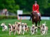 ក្នុងអំឡុងពេល Iroquois Steeplechase សត្វកញ្ជ្រោងចាប់ផ្តើមការប្រណាំងសេះជាមួយនឹងក្បួនដង្ហែនៃសត្វឆ្កែដែលយំនិងលេង។