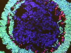 organoids কি?