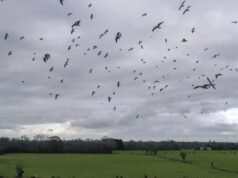 ক্যাম্পাস এআই: জীববৈচিত্র্যের উপর কি প্রভাব?
