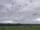 ক্যাম্পাস এআই: জীববৈচিত্র্যের উপর কি প্রভাব?