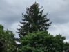 Krautergersheim. সারস বাসা বেড়ে চলেছে, জটিলতাও বাড়ছে
