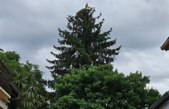 Krautergersheim. সারস বাসা বেড়ে চলেছে, জটিলতাও বাড়ছে