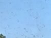 আলসেস। ওয়েয়ারশেইম এবং হোর্ডটের মধ্যে একটি মিনি-টর্নেডো তৈরি হয়, ক্ষতি না করে