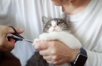 প্রাণী। কিভাবে আপনার পোষা এর paws যত্ন নিতে?