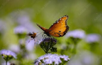 বাগান করার পরামর্শ। কিভাবে আপনার বাগানে প্রজাপতি আকর্ষণ করবেন?