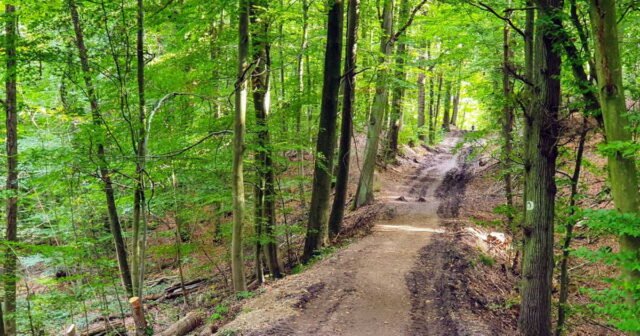 1782978430_investir-dans-une-foret-l-actif-vert-qui-allege-vraiment-l-impot.jpg