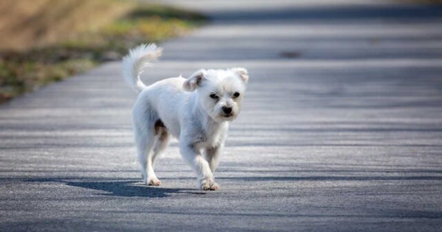 1783574358_abandon-d-animaux-quelle-amende-risquent-les-maitres-qui-abandonnent-leurs-chiens-sur-la-route-des-v.jpeg