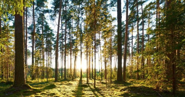 1783847860_pourquoi-la-surmortalite-des-arbres-va-impacter-l-objectif-carbone-des-entreprises.jpg