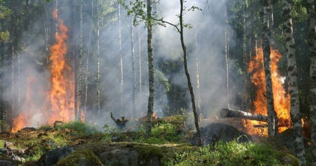1785084512_incendies-en-gironde-une-cellule-de-crise-economique-va-etre-ouverte-pour-soutenir-les-entreprises-s.jpeg