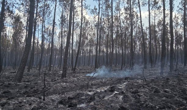 লেজ-ক্যাপ-ফেরেটের কাছে একটি জঙ্গলে Fumaroles। ছবি EBRA / আলেকজান্দ্রা সিমার্ড