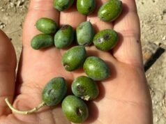 শিলাবৃষ্টি ব্যারোনি অঞ্চলে ফসল নষ্ট করেছে