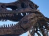 নিউইয়র্ক। Tyrannosaurus Rex নিলামে $30 মিলিয়নেরও বেশি দামে বিক্রি হতে পারে