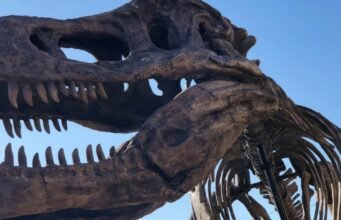 নিউইয়র্ক। Tyrannosaurus Rex নিলামে $30 মিলিয়নেরও বেশি দামে বিক্রি হতে পারে